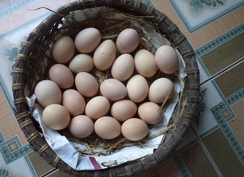 Trứng gà tươi - Cơ sở chuyên kinh Doanh và phân Phối trứng gia cầm (HS)    	